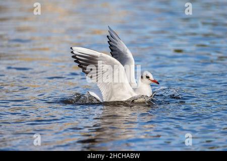 Black Headed Gull; Chroicocephalus ridibundus; Landing; Cornwall ; UK Stock Photo