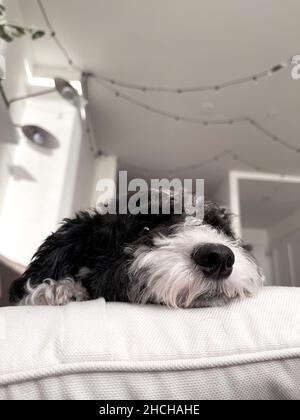 Vertical shot of an adorable Bernedoodle lying on a bed in the house Stock Photo