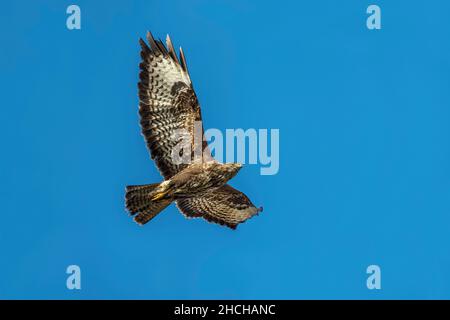 Buzzard; Buteo buteo; In Flight; UK Stock Photo
