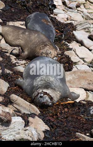 Southern Elephant Seal; Mirounga leonina; Three on a Beach; Falklands Stock Photo