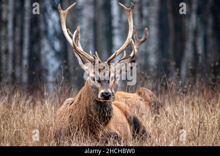 Majestic and powerful adult red deer in the autumn birch grove in the forest. Wild deer close-up. Stock Photo