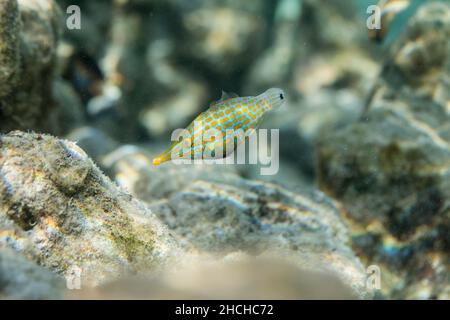 Long Nose Filefish; Oxymonacanthus longirostris; Maldives Stock Photo