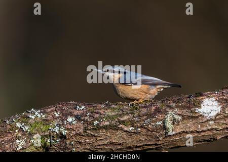 Nuthatch; Sitta europaea; on Log; UK Stock Photo