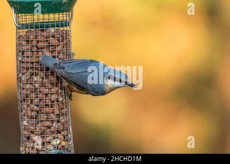 Nuthatch; Sitta europaea; on Peanut Feeder; UK Stock Photo
