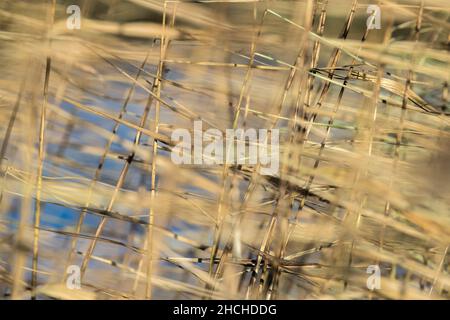 Reed Patterns; Winter; UK Stock Photo