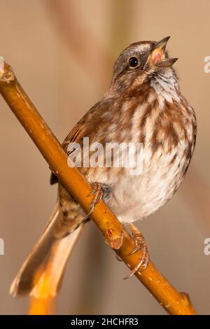 Song Sparrow (Melospiza melodia), Keizer, Marion County, Oregon Stock Photo