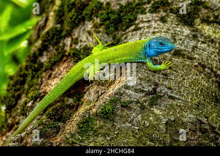 The European green lizard (Lacerta viridis),  Valbona Valley National Park, Albania. Stock Photo