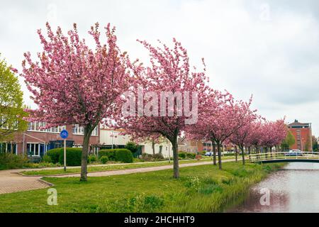 Row of pink flowering ornamental cherry trees (Prunus serrulata or Japanese cherry) in a Dutch village. Stock Photo