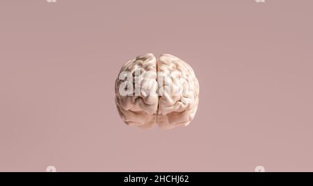 Human brain Anatomical Model Stock Photo