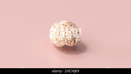 Human brain Anatomical Model on floor Stock Photo