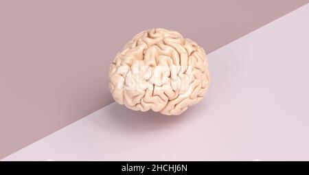 Human brain against a tow side ground, concept image for brainstorming Stock Photo