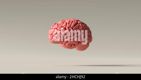 Human brain Anatomical Model on floor Stock Photo
