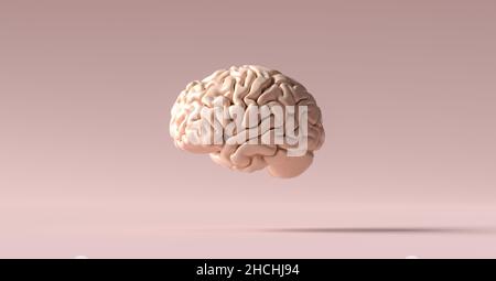 human brain Anatomical Model on floor Stock Photo