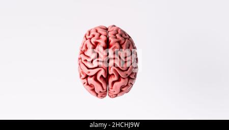 Top view of a human brain model with a kit of hand tools isolated on ...
