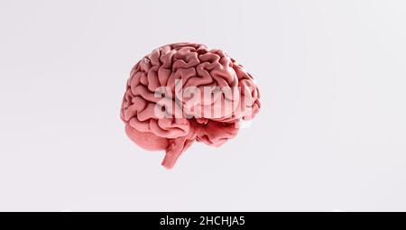 Human brain Anatomical Model Stock Photo