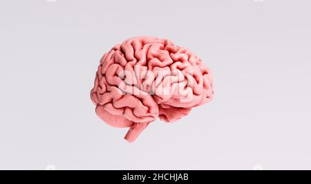 Human brain Anatomical Model, side view Stock Photo
