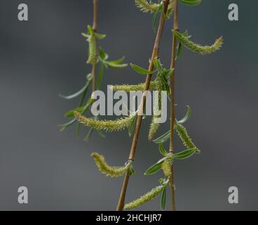 The transformation of leaves of the blossoming weeping willow Stock Photo