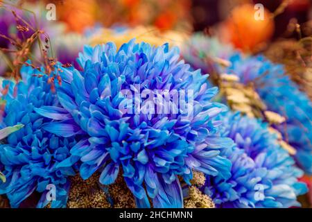 Chrysanthemum flower, closeup of blue with purple  Stock Photo