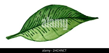 Shallon Spring Leaves and branches of an evergreen salal, shallon, or simply ...