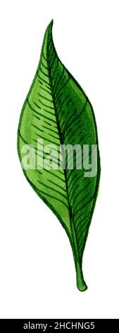 Shallon Spring Leaves and branches of an evergreen salal, shallon, or simply ...