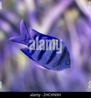 Macro shot of a striped sergeant major fish (Abudefduf saxatilis) diving underwater Stock Photo