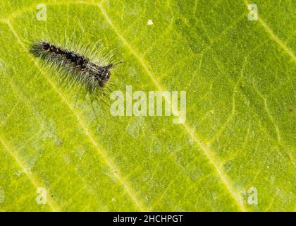 Caterpillar walking on a green leaf Stock Photo