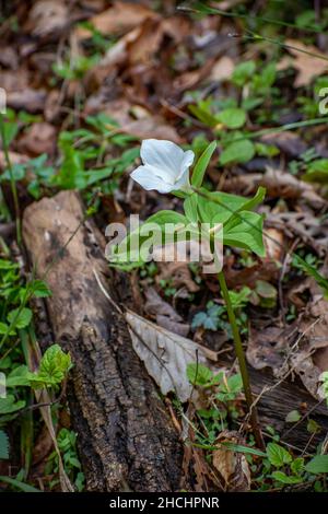 Great white trillium flower in Carter Caves State Park, Kentucky Stock Photo