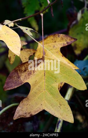 Liriodendron chinense,Chinese tulip tree,leaves,foliage,attractive leaves,attractive foliage,unsual shape leaves,unusual foliage,leaves in Autumn,autu Stock Photo