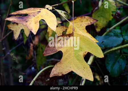 Liriodendron chinense,Chinese tulip tree,leaves,foliage,attractive leaves,attractive foliage,unsual shape leaves,unusual foliage,leaves in Autumn,autu Stock Photo