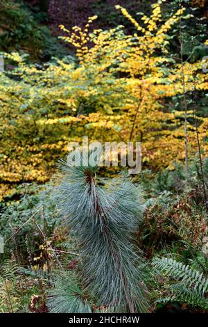 Pinus montezumae Sheffield Park,young tree,pine,pines,needles,Greyish-green needles,grey green needles,foliage,RM Floral Stock Photo