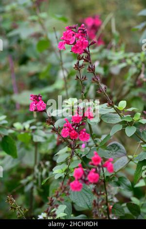 Salvia Pink Pong,raspberry pink flowers,salvias,flowering,flowers ...