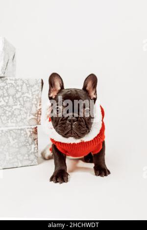 Vertical shot of a black French Bulldog in a red shirt with silver-wrapped gift boxes Stock Photo