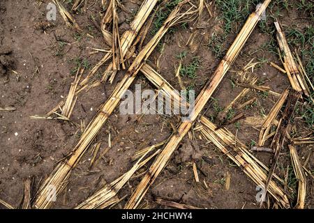 Corn plants on a muddy ground Stock Photo