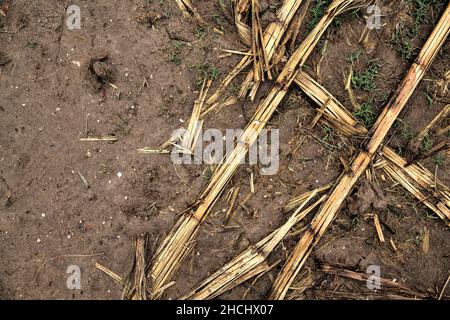 Corn plants on a muddy ground Stock Photo