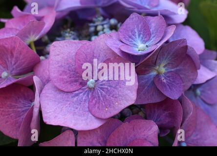 Lovely flower of a purple hydrangea serrata cultivar. Common names of this shrub are mountain hydrangea and tea of heaven. Stock Photo