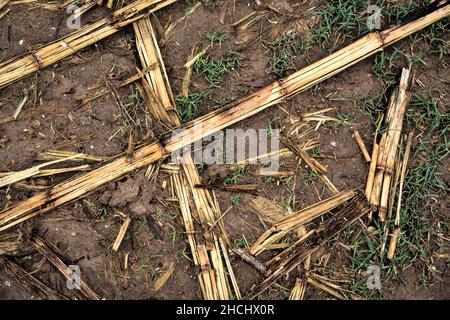 Corn plants on a muddy ground Stock Photo