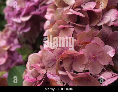 The delicate color of a pink hydrangea shrub at the end of its blooming period Stock Photo