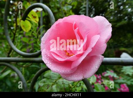 Pink climbing rose covered with water drops on a green curling fence Stock Photo