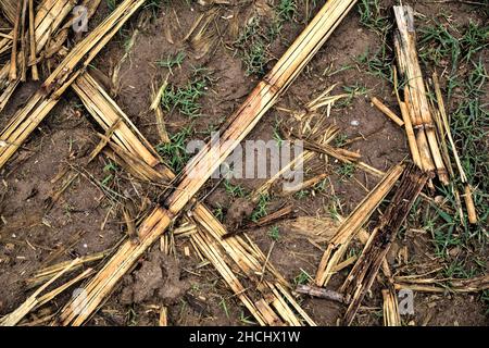 Corn plants on a muddy ground Stock Photo