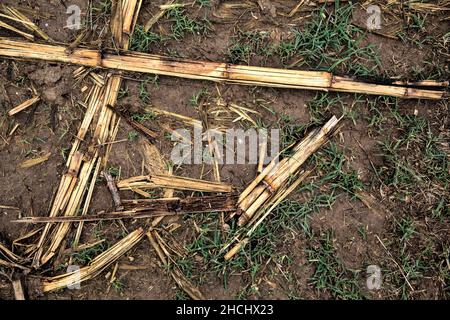 Corn plants on a muddy ground Stock Photo