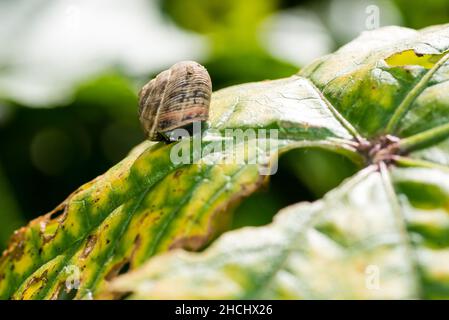 A small snail on a damaged leaf Stock Photo