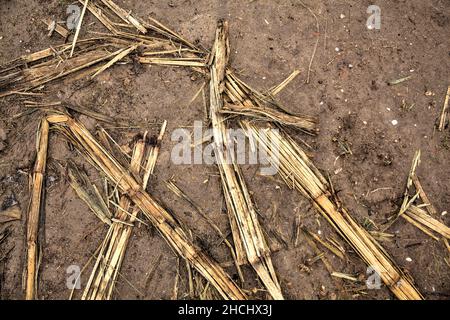 Corn plants on a muddy ground Stock Photo
