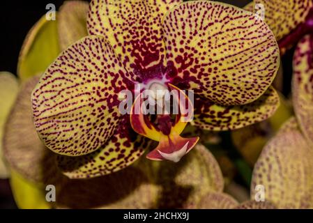 Macro photograph of the flower of a yellow purple orchid Stock Photo