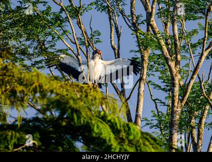 An adult King Vulture (Sarcoramphus papa) sunning on a tree. Costa Rica, Central America. Stock Photo