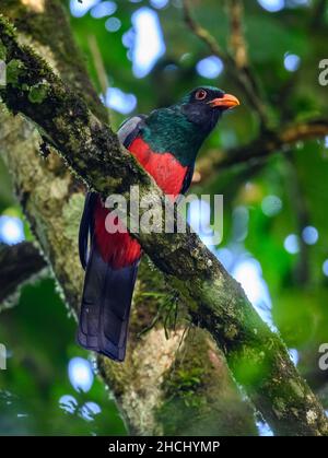 A male Slaty-tailed Trogon (Trogon massena) perched on a branch. Costa Rica, Central America. Stock Photo