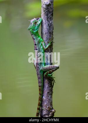 A Plumed Basilisk (Basiliscus plumifrons), nicknamed Jesus Christ lizard because it can walk on water, hanging on a small tree. Costa Rica. Stock Photo