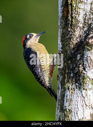A Black-cheeked Woodpecker (Melanerpes pucherani) foraging on a tree trunk. Costa Rica, Central America. Stock Photo