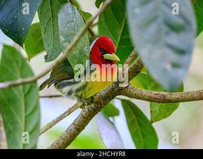 A male Red-headed Barbet (Eubucco bourcierii) perche dona tree. Costa Rica, Central America. Stock Photo
