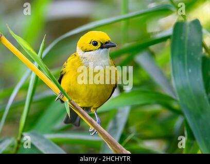 A Silver-throated Tanager (Tangara icterocephala) perched on a bamboo stick. Costa Rica, Central America. Stock Photo