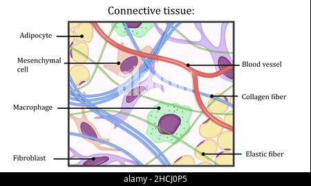 Basic structure of the connective tissue, histology Stock Photo